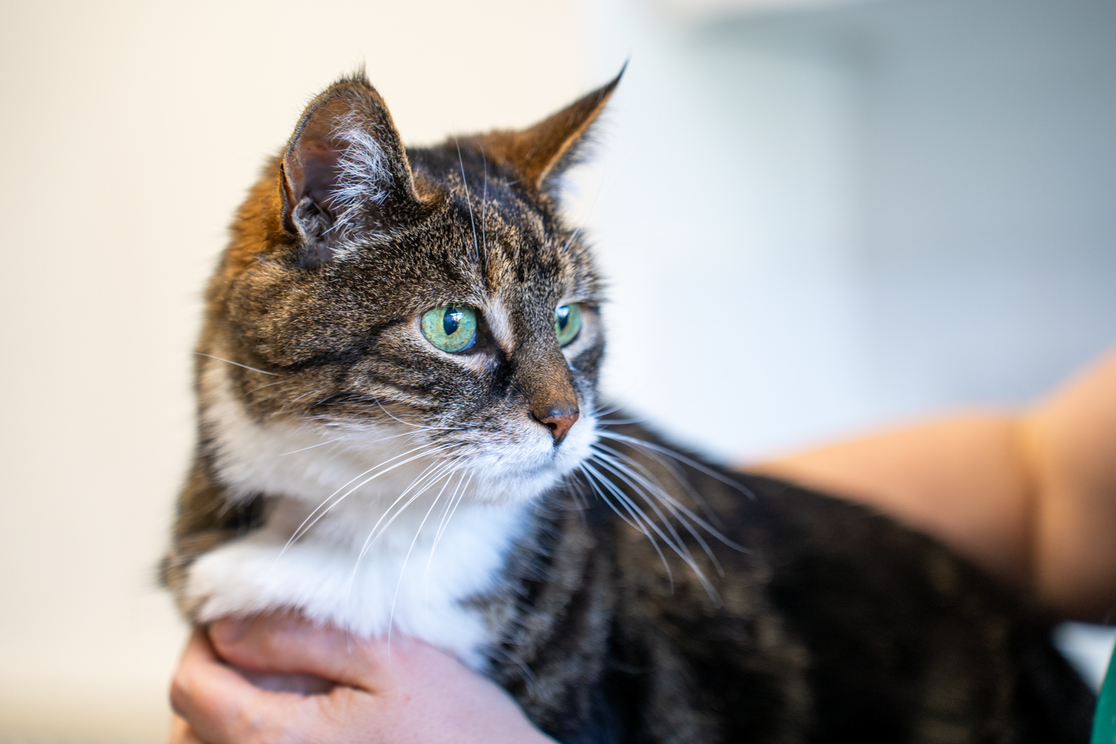 Southfields Veterinary Surgery (Web) 028